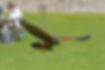 Elsa, Harris Hawk Flying Display